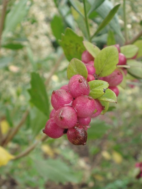 Symphoricarpos orbiculatus fruits